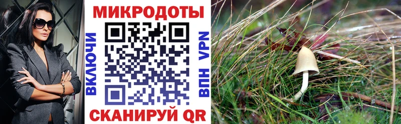 даркнет клад  продажа наркотиков  Новоалександровск  Псилоцибиновые грибы GOLDEN TEACHER 